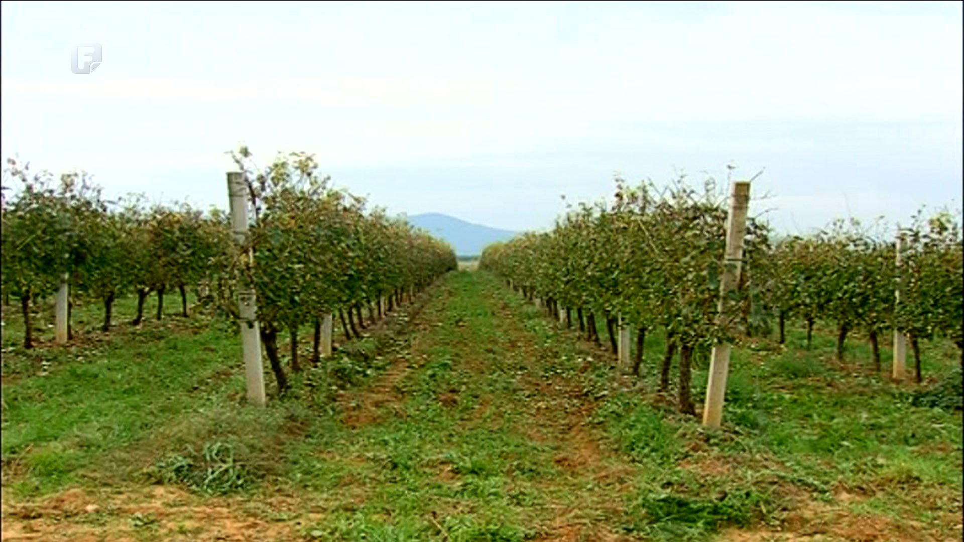 Vinogradarstvo i vinarstvo u Ljubuškom vraća se na stare staze slave